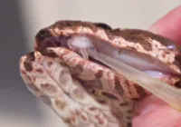Descoberta assustadora: cobra letal desenvolve presas extras e intriga especialistas imagem