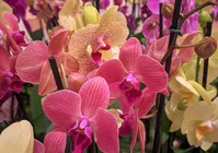 Feira de Orquídeas