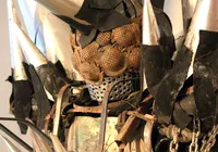 GRATUITO: Exposição de Jayme Fygura chega à CAIXA Cultural Salvador imagem