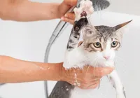 Gatos precisam de banho? Veterinária dá dicas de higienização imagem