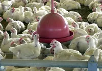 Gripe aviária: governador decreta estado de emergência em saúde animal