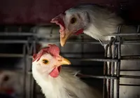 Gripe aviária: governo emite pedido para que países não penalizem Brasil