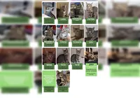 Homem é investigado por realizar experimentos macabros e rituais com gatos imagem