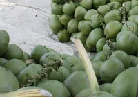 Homem morre após consumir coco guardado fora da geladeira