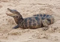 Jacaré é resgatado por polícia ambiental em praia de Salvador imagem