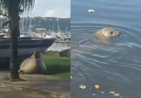 Leão-marinho é visto nadando em Salvador; veja vídeo imagem