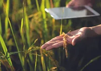 Medindo a pegada de carbono dos nossos alimentos imagem