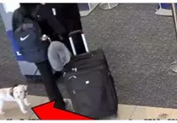 Mulher é presa suspeita de matar o próprio cachorro em aeroporto imagem