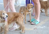 Nomes de pet mais usados no Brasil em 2025: veja quais estão bombando imagem