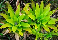 Nova espécie de bromélia já em extinção é descoberta na Bahia imagem