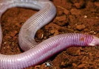 Nova espécie de réptil é descoberta na Bahia: "É parente das cobras" imagem
