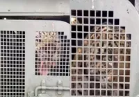Onça que matou caseiro está com anemia e problemas no estômago imagem