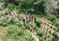 PM: 20 mil pés de maconha são encontrados e destruídos na Bahia imagem