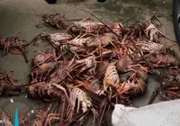 PM apreende 450 kg de lagosta em operação no interior da Bahia