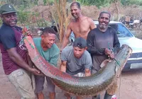 Peixe gigante de 80 kg e dois metros é capturado em rio na Bahia imagem
