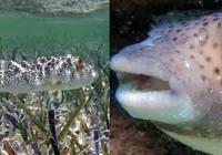 Peixe mais venenoso do mundo é consumido no Brasil e exige cuidado imagem