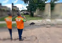 Pit-bull solto é abatido pela PM após ataque a moradores imagem