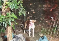 Pitbull ataca e mata bebê de três meses imagem