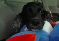 Pitbull mata cadela e deixa tutora ferida no interior da Bahia imagem