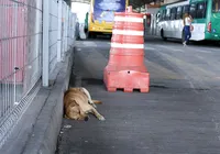 Prefeitura decreta multa para quem abandonar animais na rua imagem
