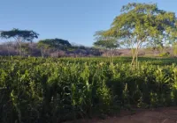 Preso ex-prefeito suspeito de financiar plantação de maconha imagem