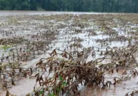 Produtores poderão contar com seguros de riscos para crises climáticas imagem