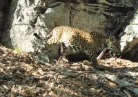 Programa de preservação de onças na Bahia enaltece riqueza da Caatinga imagem