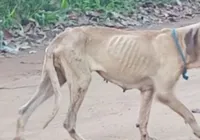 Projeto visa suspender CNH de quem abandonar animal e ajuda a coibir ação imagem