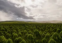 Setor de florestas plantadas pode ser um potente vetor de desenvolvimento sustentável