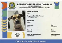 Sinpatinhas abre caminho para combate ao abandono imagem