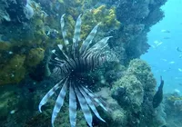 Terror aquático, Peixe-leão é capturado na Baía de Todos-os-Santos imagem