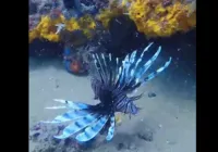 VÍDEO: Mergulhador captura peixe raro no Porto da Barra, em Salvador imagem