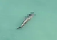 Vídeo: crocodilo ataca homem e nada com o corpo na boca imagem