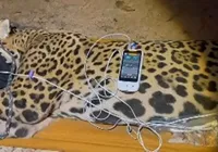 Vídeo: onça que matou caseiro é capturada no Pantanal imagem