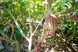 Fundo vai financiar pequenos agricultores de cacau na Bahia - Imagem