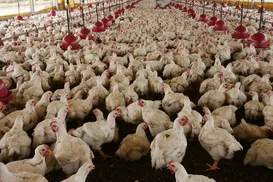 Galinha coloca um ovo em formato de meia-lua; veja caso inusitado - Imagem