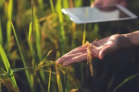 Medindo a pegada de carbono dos nossos alimentos - Imagem
