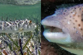 Peixe mais venenoso do mundo é consumido no Brasil e exige cuidado - Imagem