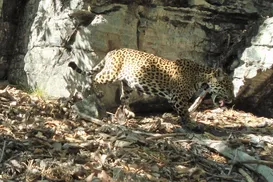 Programa de preservação de onças na Bahia enaltece riqueza da Caatinga - Imagem