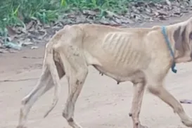 Projeto visa suspender CNH de quem abandonar animal e ajuda a coibir ação - Imagem