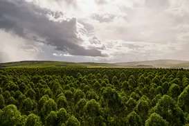 Setor de florestas plantadas pode ser um potente vetor de desenvolvimento sustentável - Imagem