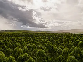 Setor de florestas plantadas pode ser um potente vetor de desenvolvimento sustentável - Imagem