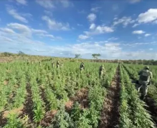 90 mil pés de maconha são destruídos em operação da PM