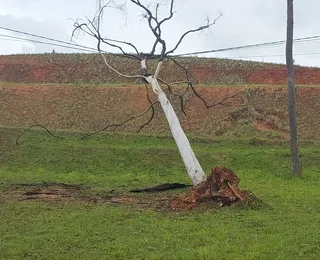 Árvore caída há 4 dias segue pendurada em fios em avenida de Salvador