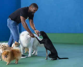 Cães atores da Bahia brilham em filmes e comerciais de TV