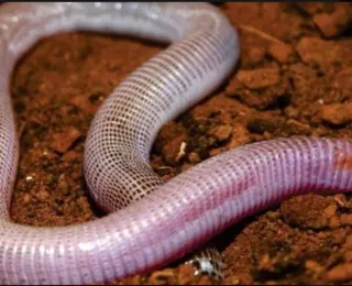 'Cobra-de-duas cabeças': entenda as características desse animal