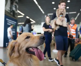 Companhias aéreas podem negar embarque de animais de suporte emocional