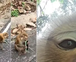 Crime animal? Macaco rouba celular de turista e faz selfies