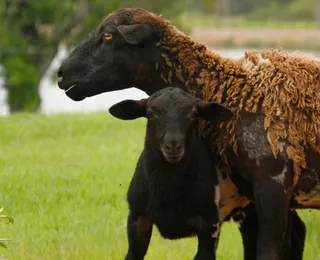 Doença deixa 28 pessoas doentes após carinho em cordeiros de fazenda