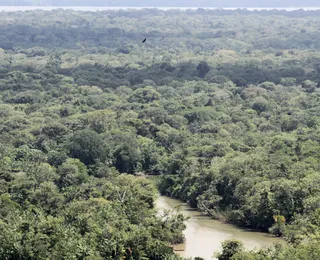 Editorial - A natureza resiste